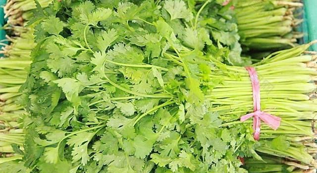 香菜怎么吃，香菜怎么吃香菜的吃法介绍？图5