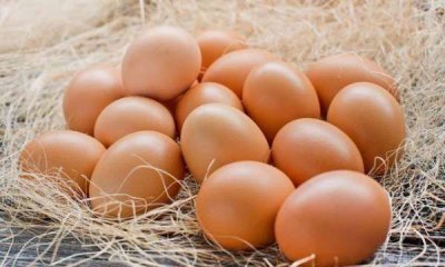 ​鸽子蛋和鸡蛋营养对比,鹅蛋和鸭蛋哪个营养价值更高