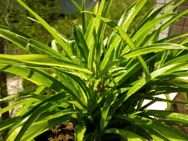 不喜欢阳光的室内花卉（盘点10种不需要阳光的室内植物）