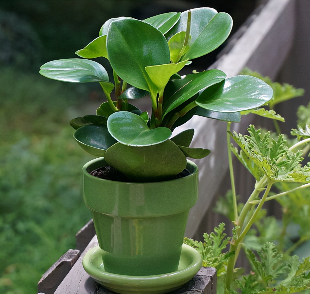 不喜欢阳光的室内花卉（盘点10种不需要阳光的室内植物）