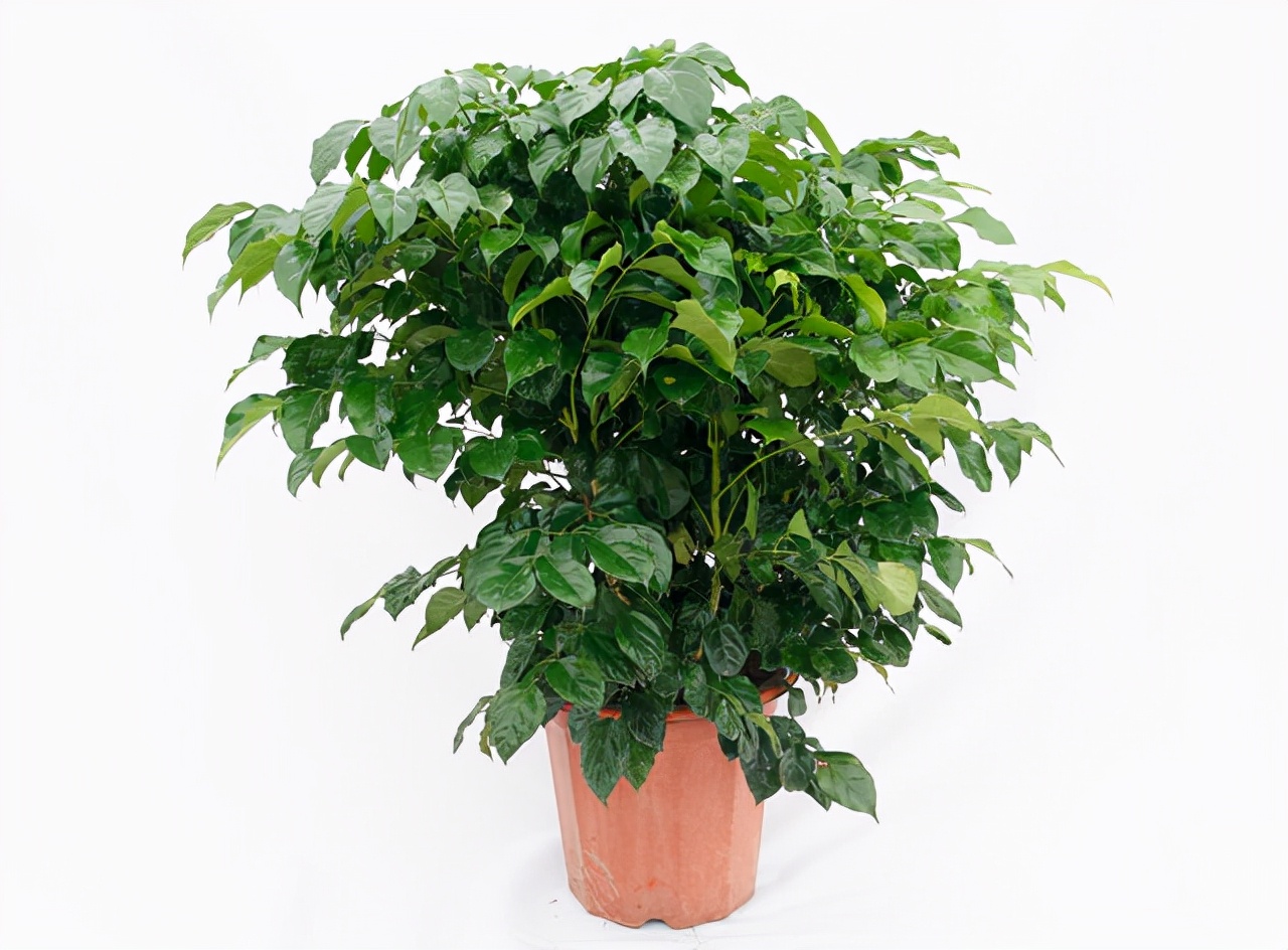不喜欢阳光的室内花卉（盘点10种不需要阳光的室内植物）