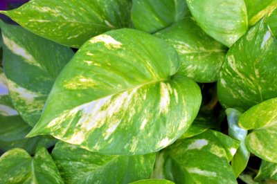 ​不喜欢阳光的室内花卉（盘点10种不需要阳光的室内植物）