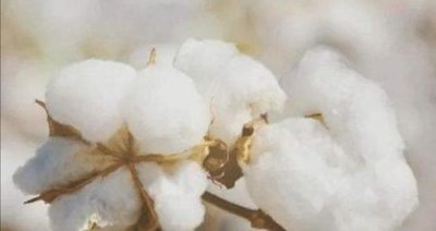 ​内衣哪些品牌好(女士最好的内衣品牌排行榜前十名)