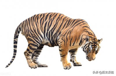 ​孟加拉虎：世界上最大的猫科动物