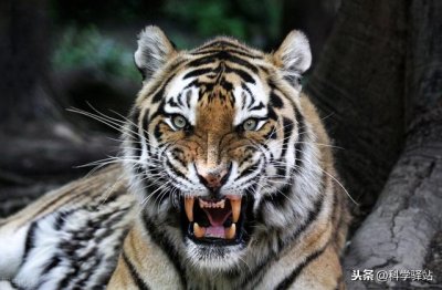 ​成年野猪打得过老虎吗（老虎为什么让野猪三分）