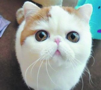 ​粉丝过万的网络红猫红小胖，大饼脸水滴眼，真是人见人爱花见花开