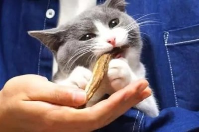 ​猫吃什么鱼 ，为什么猫却不怕鱼刺？