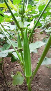 ​夏季种什么蔬菜最好（夏天适合栽种的时令蔬菜一览）