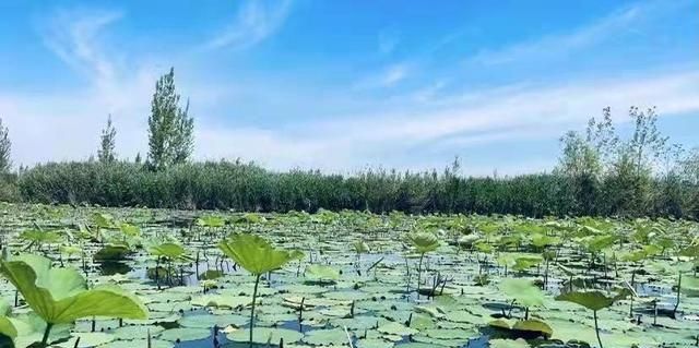 去白洋淀用核酸检测吗