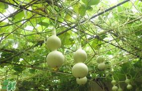 春天什么时候种葫芦？葫芦几月种最好？