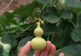 春天什么时候种葫芦？葫芦几月种最好？