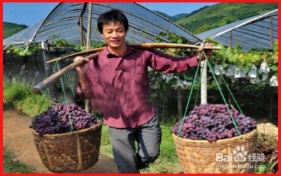 ​60个农村赚钱的门路，适合农村的致富
