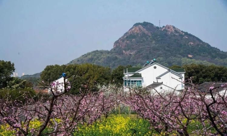 无锡水蜜桃和阳山水蜜桃区别