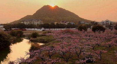 ​无锡阳山，请问正宗无锡阳山水蜜桃哪里买？