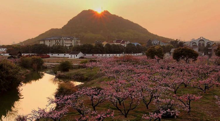 正宗无锡阳山水蜜桃哪里买