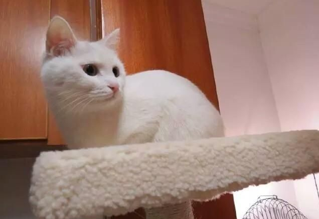 猫咪不吃东西怎么解决（全面的原因分析和解决办法）
