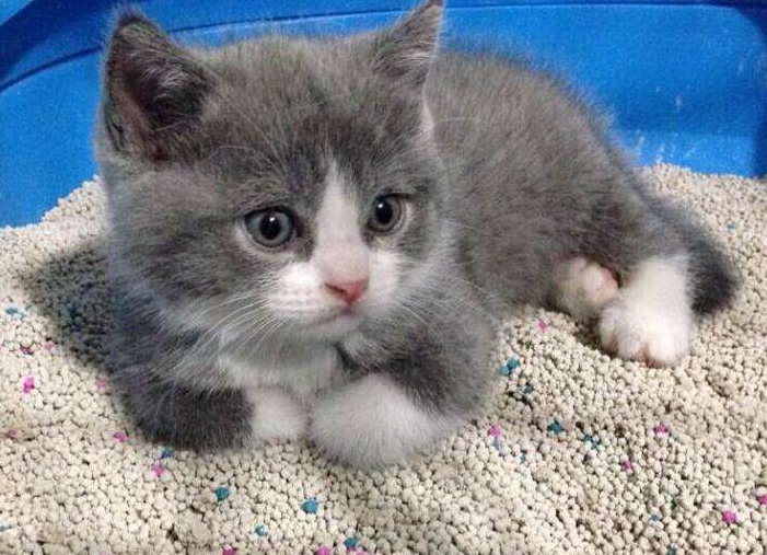 猫咪不吃东西怎么解决（全面的原因分析和解决办法）