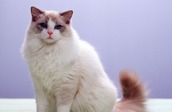 猫咪不吃东西怎么解决（全面的原因分析和解决办法）