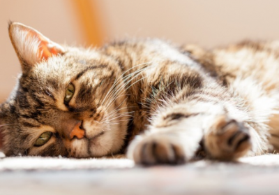 ​猫咪不吃东西怎么解决（全面的原因分析和解决办法）