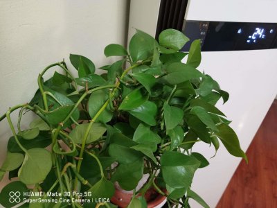 ​夏天绿萝这么养，叶子绿的冒油，立马窜上墙！