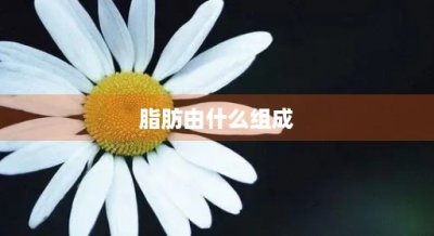 ​脂肪由什么组成