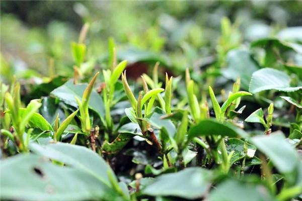 春茶和冬茶的区别 冬片茶是什么