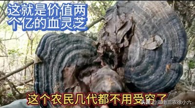 ​湖南农民发现价值两亿的血灵芝