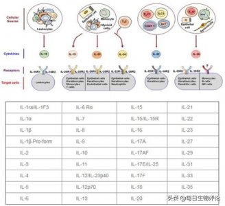 ​白细胞介素作用 白细胞介素在免疫中的作用