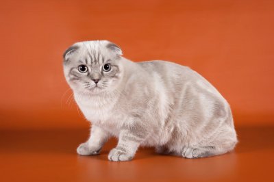 ​折耳猫发病了怎么治疗（怎么帮助发病的折耳猫减轻痛苦）