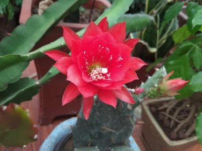 ​家里养令箭荷花有什么好处