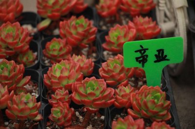 ​蒂亚的繁殖方式