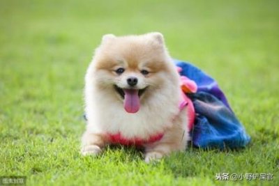 ​给小狗喂馒头怎么搞刚满月的小狗可以喂馒头