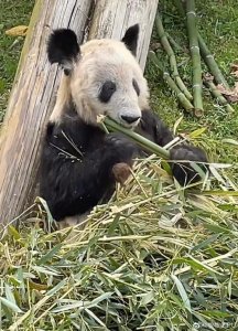​手忙脚乱打一动物（形容手忙脚乱的动物）