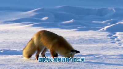 ​鐙愮嫺锛氭満鏅轰笌鐏靛姩鐨勮薄寰侊紝鍔ㄧ墿鐣岀殑鑱槑浣间郊鑰咃紒馃馃槏