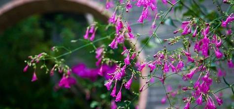 广西南宁赏花好去处,绿荫如盖、繁花似锦,一到春天就美得不像话