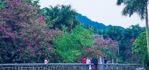 广西南宁赏花好去处,绿荫如盖、繁花似锦,一到春天就美得不像话