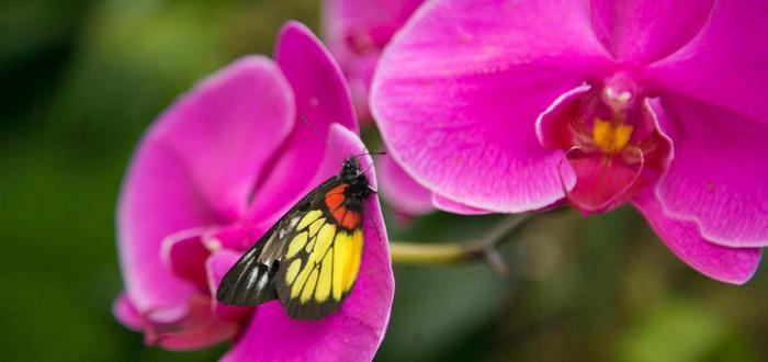 广西南宁赏花好去处,绿荫如盖、繁花似锦,一到春天就美得不像话