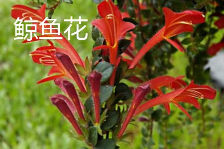 鲸鱼花花朵 鲸鱼花花朵