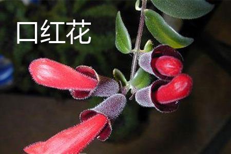 口红花花朵 口红花花朵