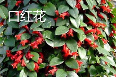 口红花叶子 口红花叶子