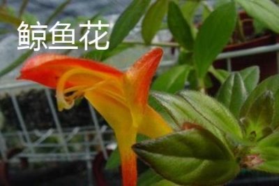 ​鲸鱼花和口红花的区别