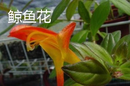 鲸鱼花叶子 鲸鱼花叶子