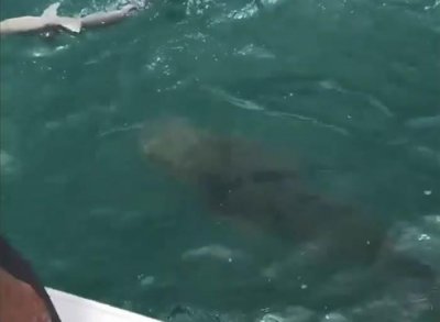 222公斤重巨型大西洋石斑鱼一口吞掉美国渔夫捕到的鲨鱼