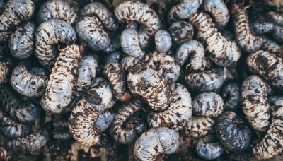 ​黄粉虫吃什么食物