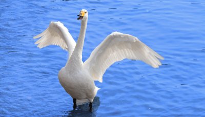 飘是代表什么动物