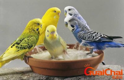 ​鹦鹉吃什么食物最好 鹦鹉吃什么食物为主