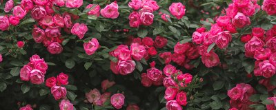 ​花博会的意义