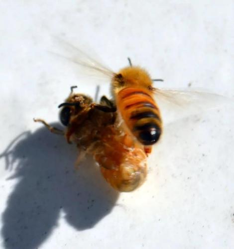 小蜜蜂是什么意思(原来它还有这个意思)