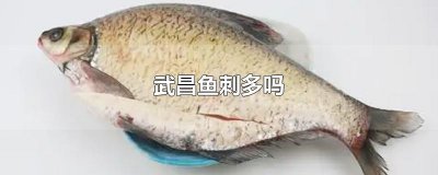 ​武昌鱼刺多吗