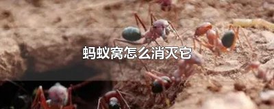 ​蚂蚁窝怎么消灭它
